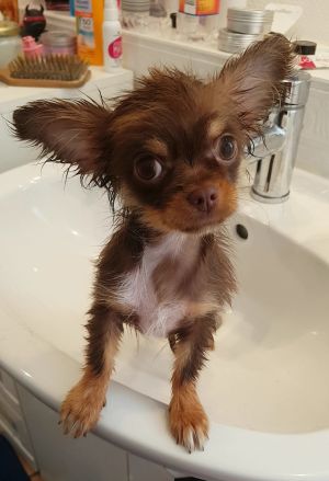 Dog Photo