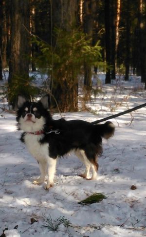 Dog Photo