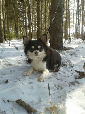 Dog Photo