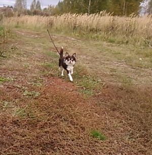 Dog Photo