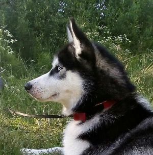 Dog Photo