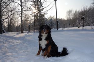 Dog Photo
