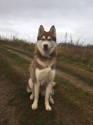 Dog Photo