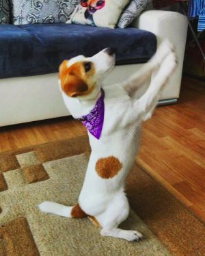 Dog Photo