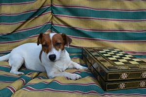 Dog Photo