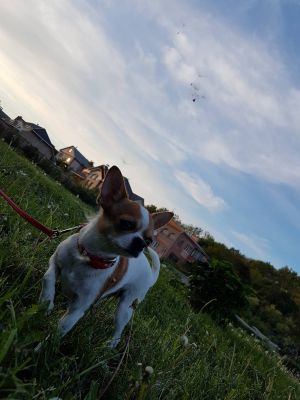 Dog Photo