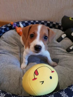Dog Photo