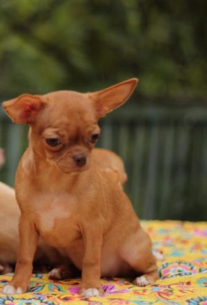 Dog Photo