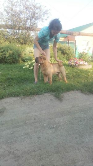 Dog Photo