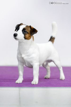 Dog Photo