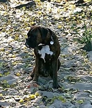 Dog Photo
