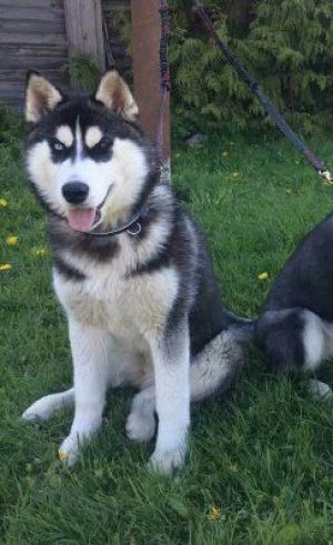 Dog Photo