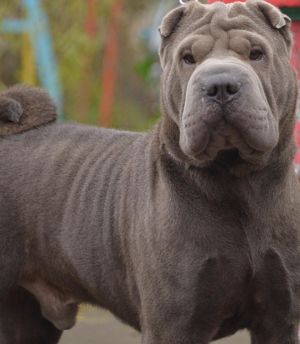 Dog Photo