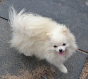 Dog Photo