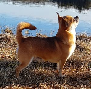 Dog Photo