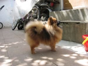 Dog Photo