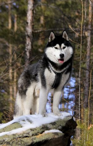 Dog Photo