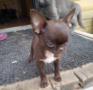 Dog Photo
