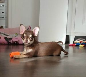 Dog Photo