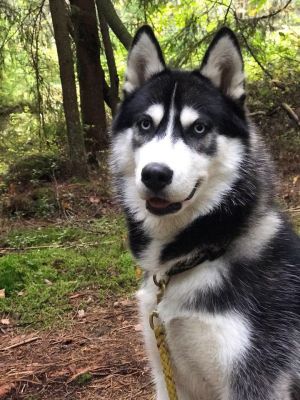 Dog Photo