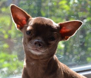 Dog Photo
