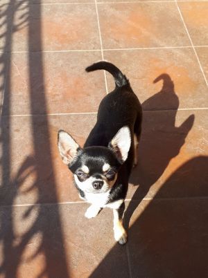 Dog Photo
