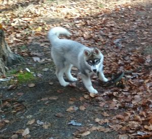 Dog Photo