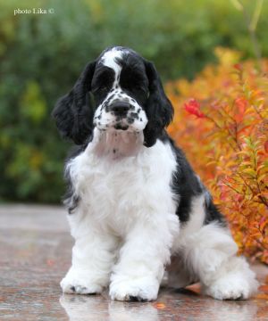 Dog Photo
