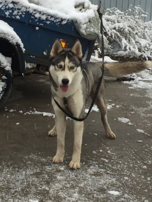 Dog Photo