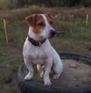 Dog Photo