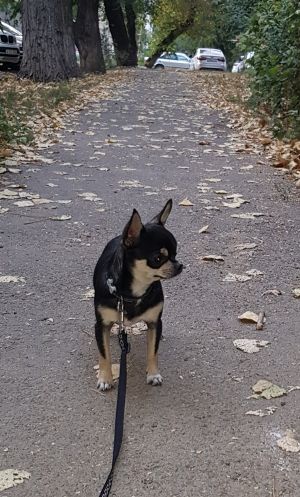 Dog Photo