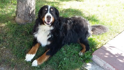 Dog Photo