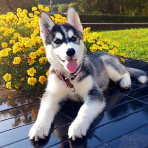 Dog Photo