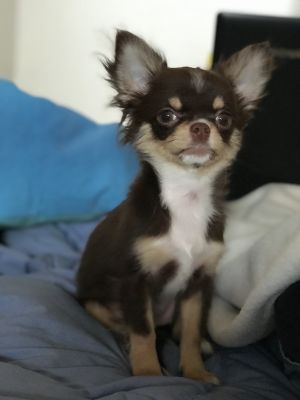 Dog Photo