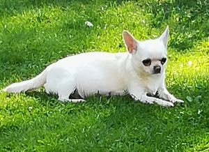Dog Photo