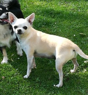 Dog Photo