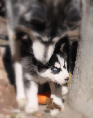 Dog Photo