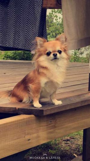 Dog Photo