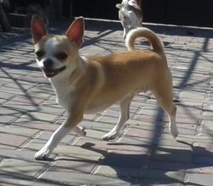 Dog Photo