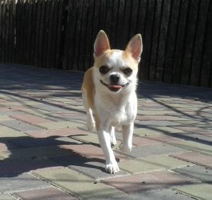 Dog Photo