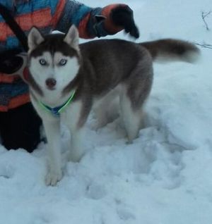 Dog Photo