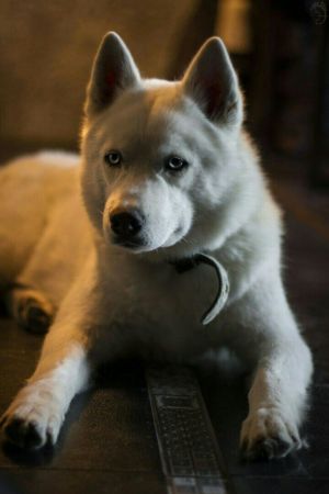 Dog Photo