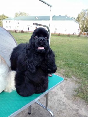 Dog Photo