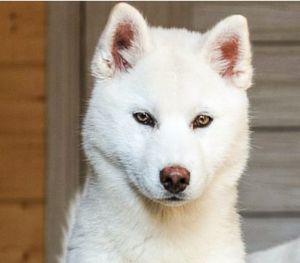 Dog Photo