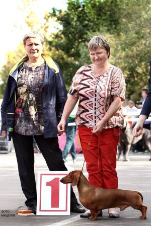 Dog Photo