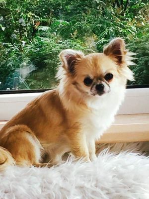 Dog Photo