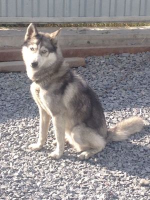 Dog Photo