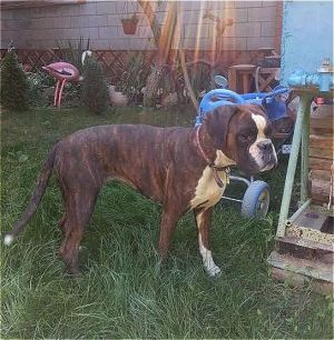 Dog Photo