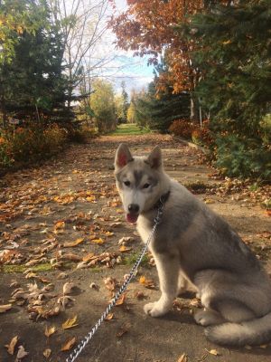 Dog Photo