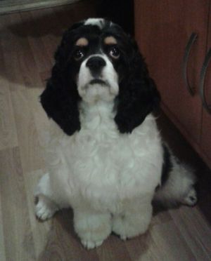 Dog Photo
